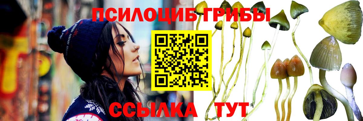 Псилоцибиновые грибы Psilocybe  Вход с VPN  Торжок  Псилоцибиновые грибы GOLDEN TEACHER 